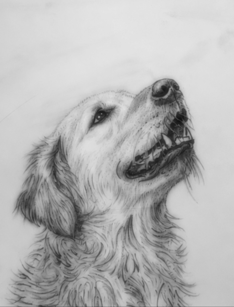 黃金獵犬